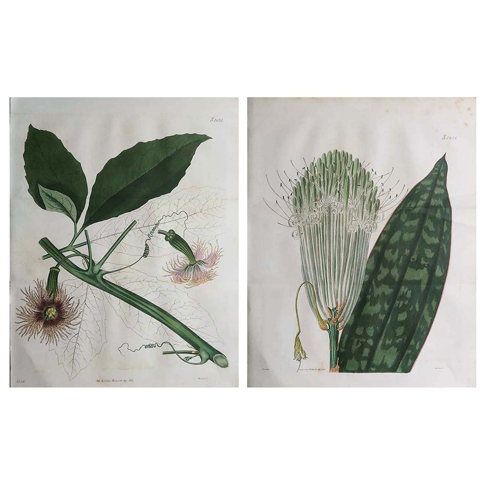 Pair Of Large Scale Original Antique Botanical Prints. Curtis. Dated 1826