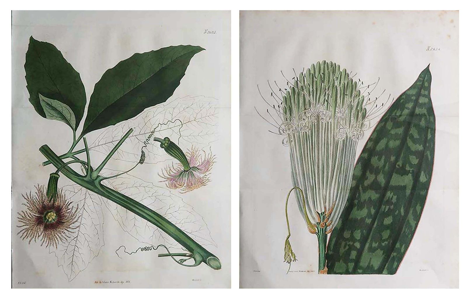 Pair Of Large Scale Original Antique Botanical Prints. Curtis. Dated 1826 photo furniture