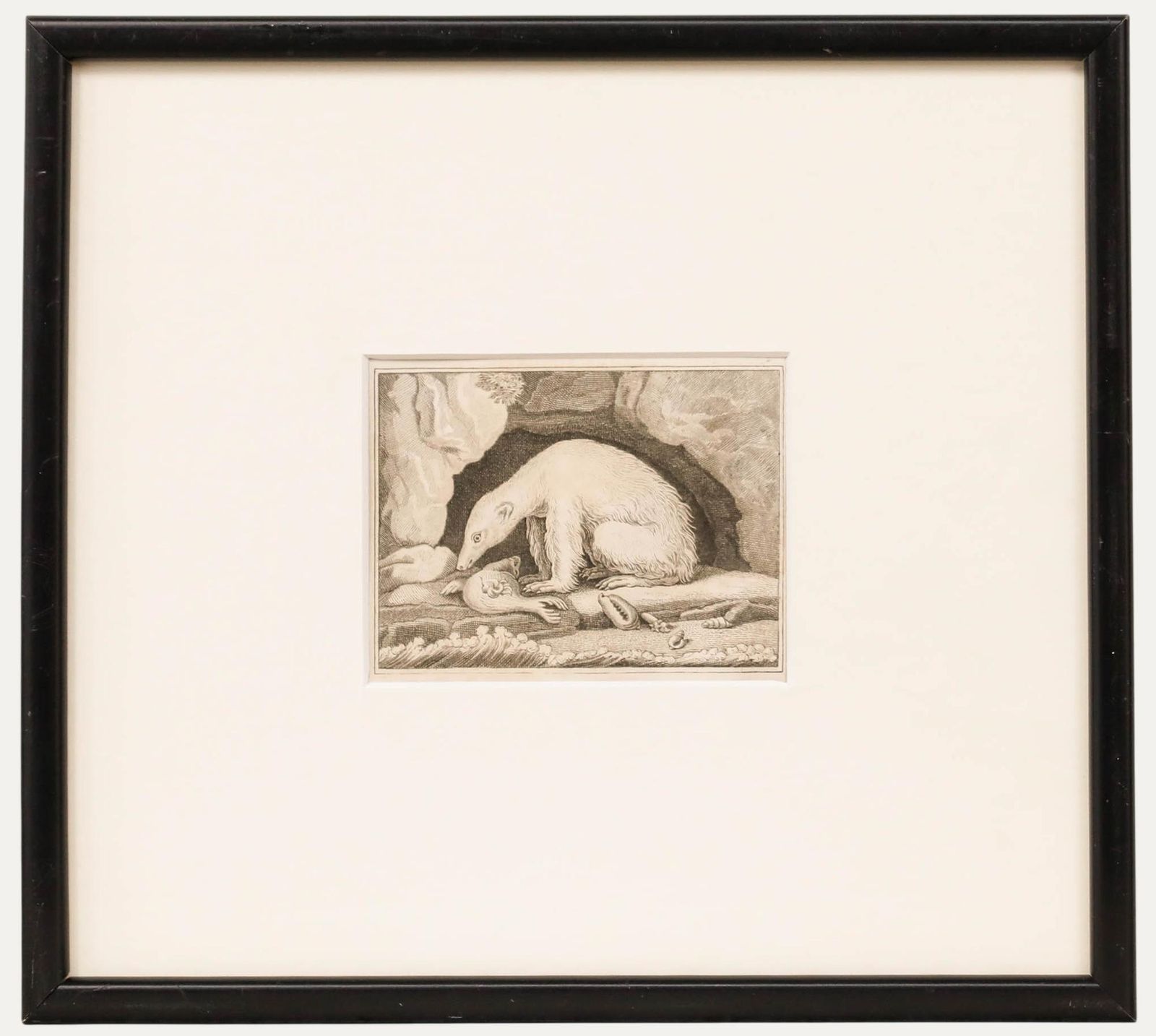 Georges Cuvier (1769 1832) Early 19th Century Engraving, Polar Bear