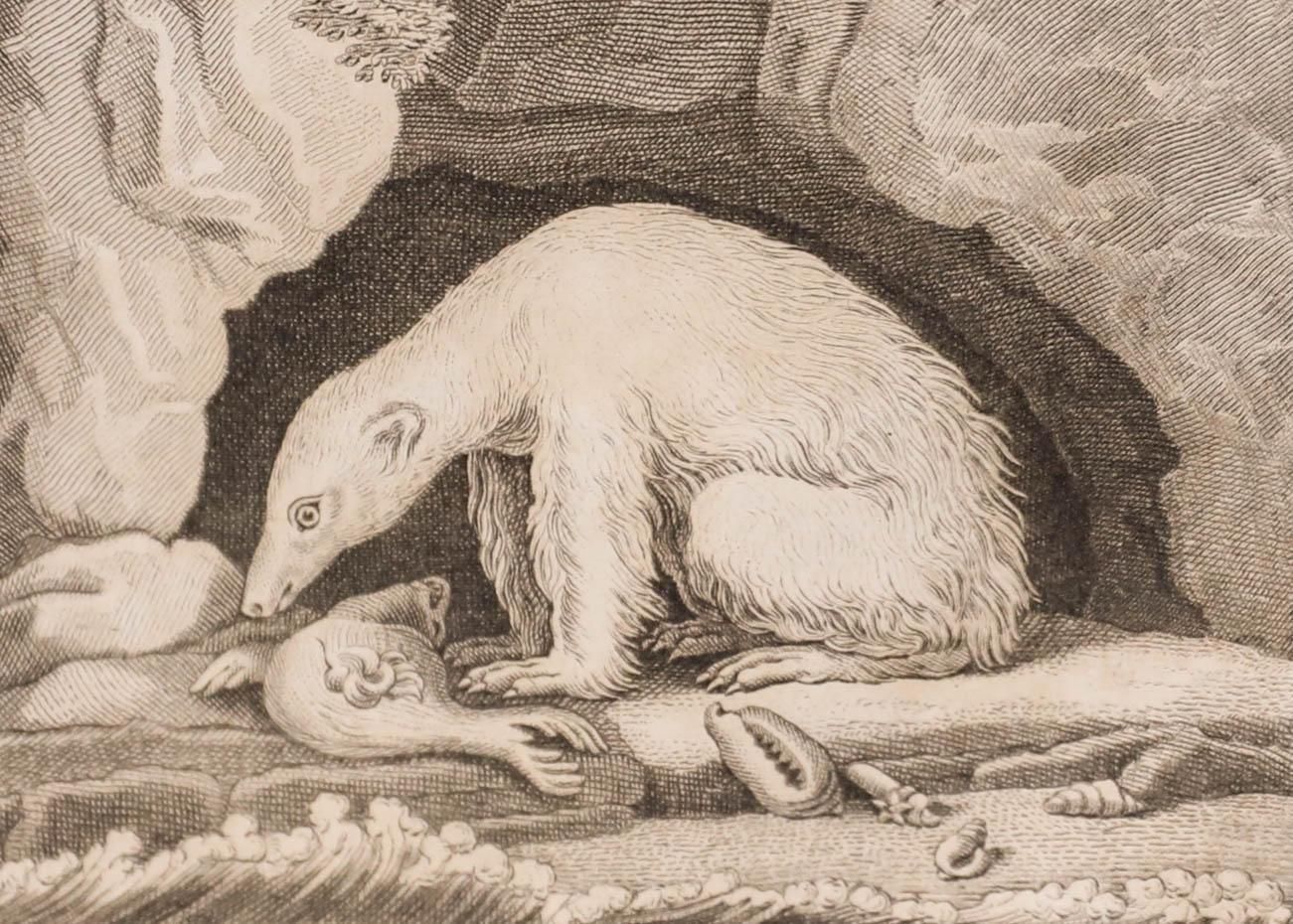 Georges Cuvier (1769 1832) Early 19th Century Engraving, Polar Bear photo furniture