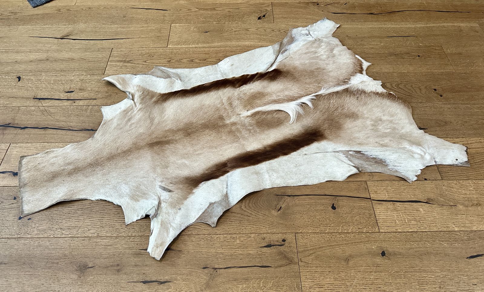 Springbok Hide Fur Rug Christmas Decoration 100cm X 70cm South African photo Textiles
