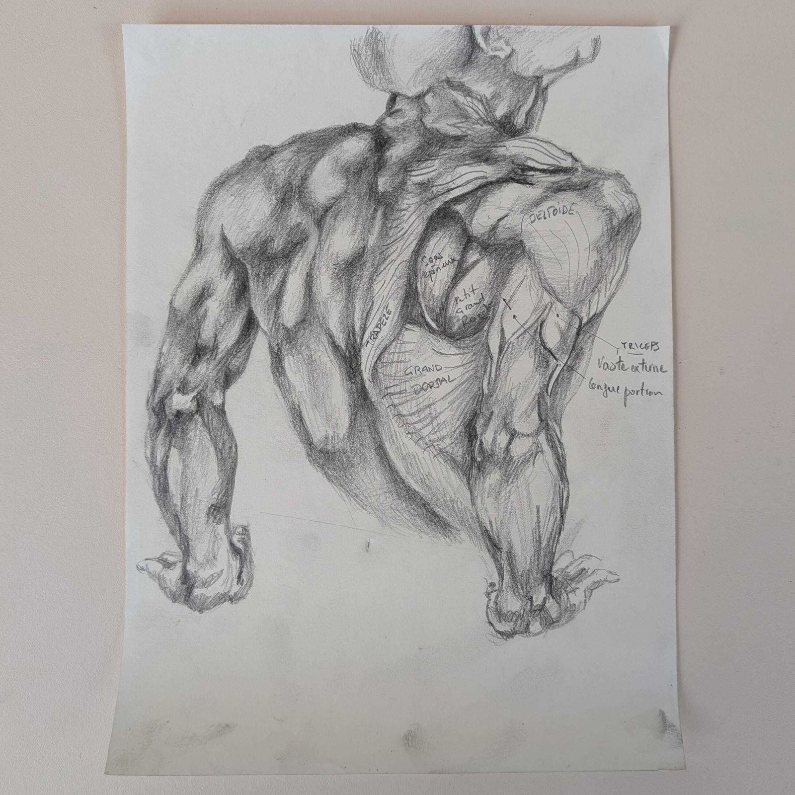 Vintage French Graphite Figure Drawings Set 7 Anatomical Sketches & Nude Studies photo 104.0