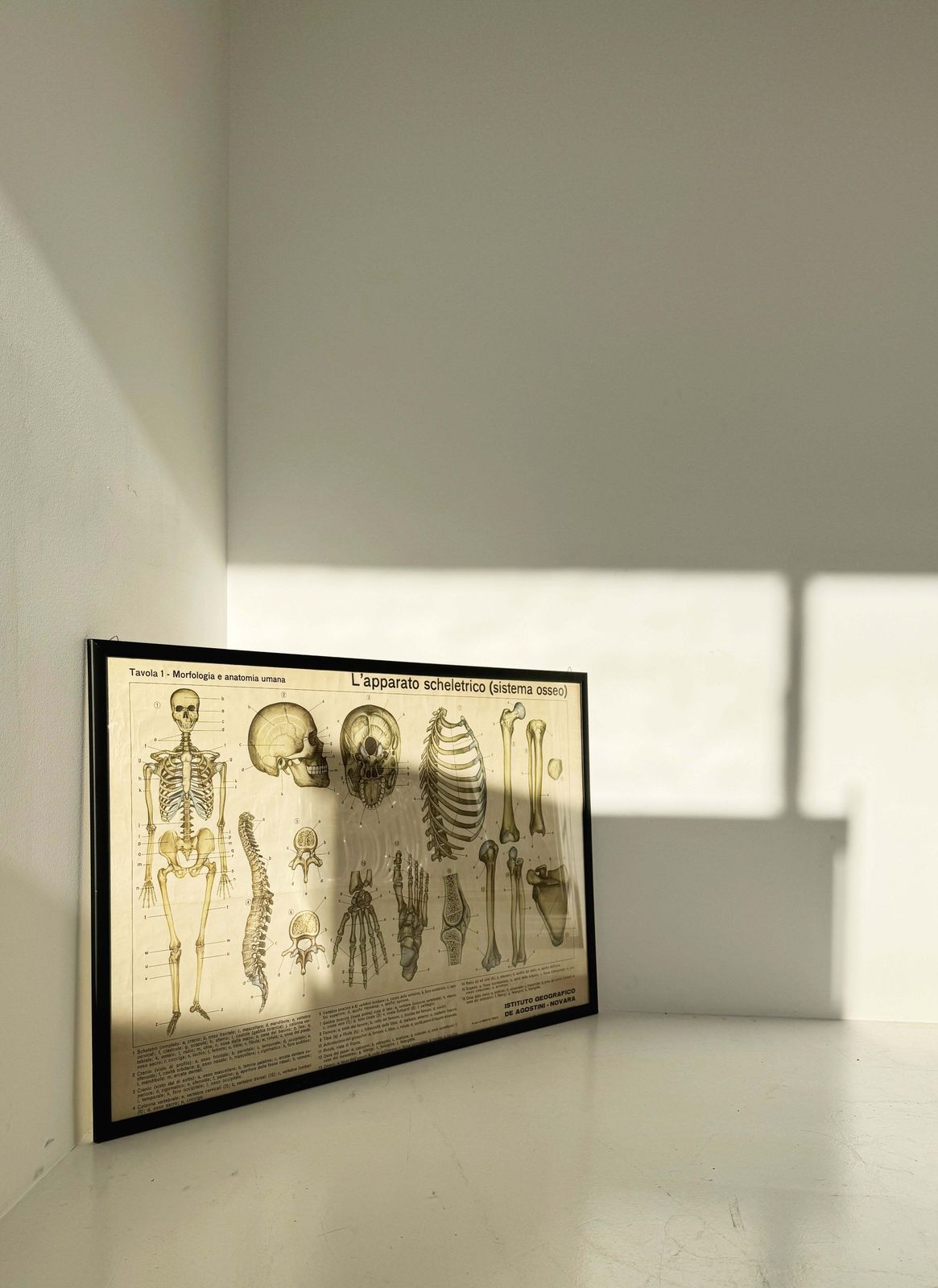 Vintage Anatomical Poster – “The Skeletal System (Osseous System)” – De Agostini Geographic Institute, Novara photo for sale