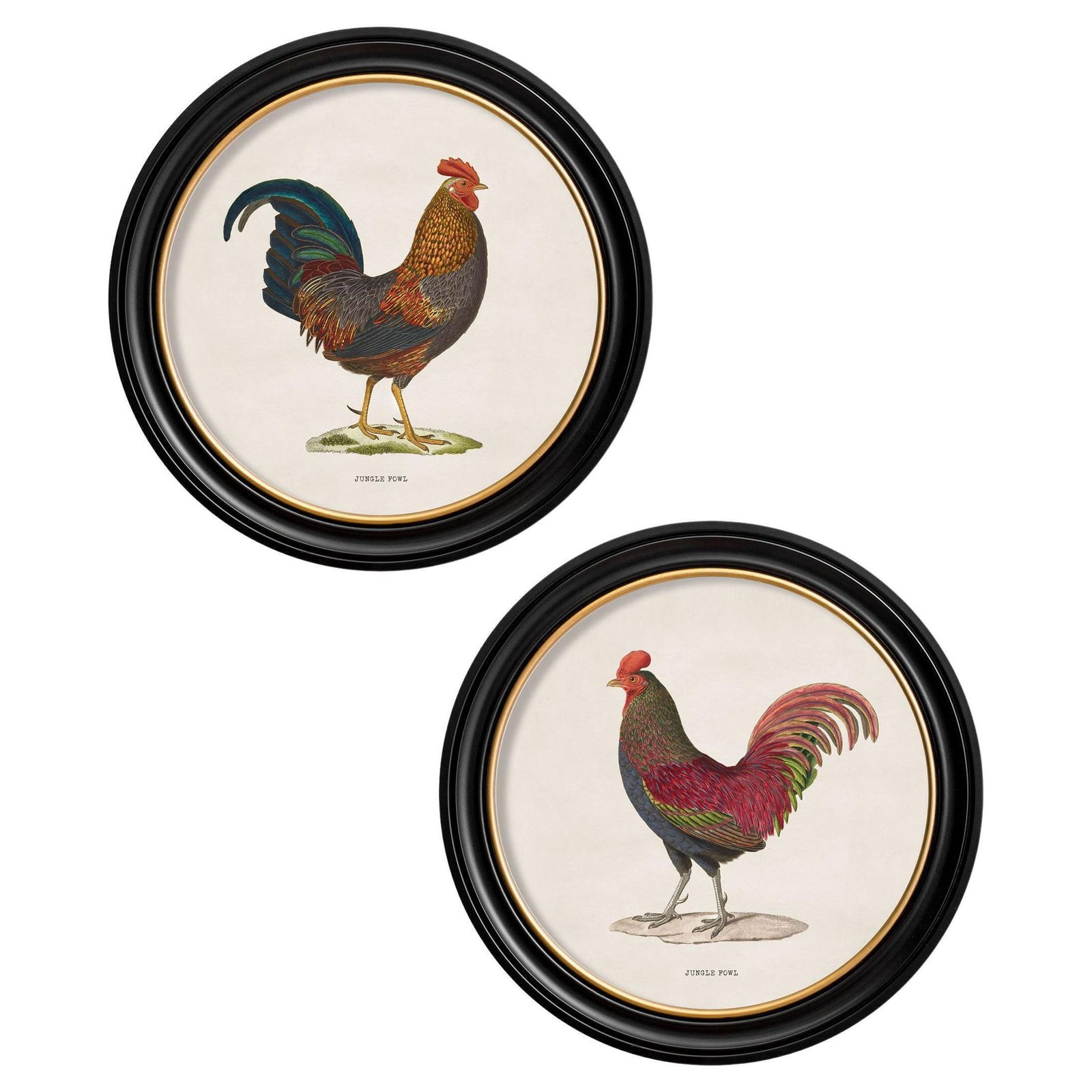 Set Of Two Junglefowl Prints In Round Frames From French Originals Ca 1838, New