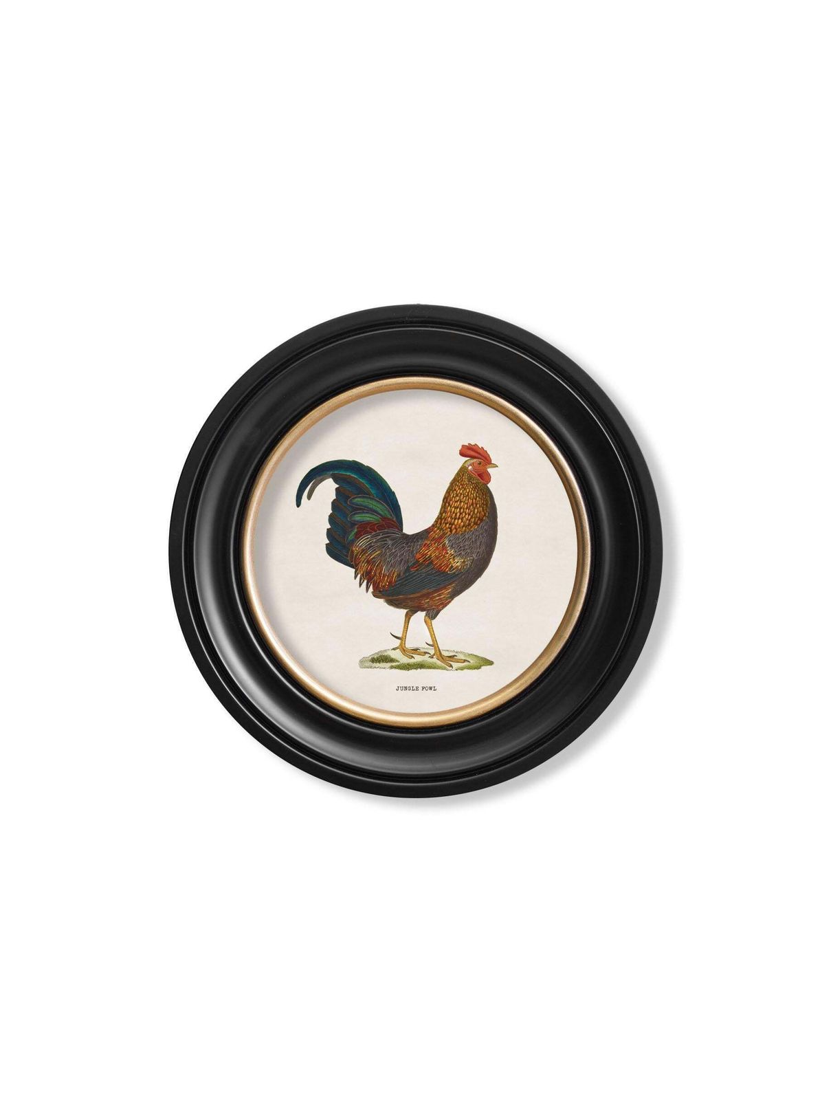 Set Of Two Junglefowl Prints In Round Frames From French Originals Ca 1838, New photo Art