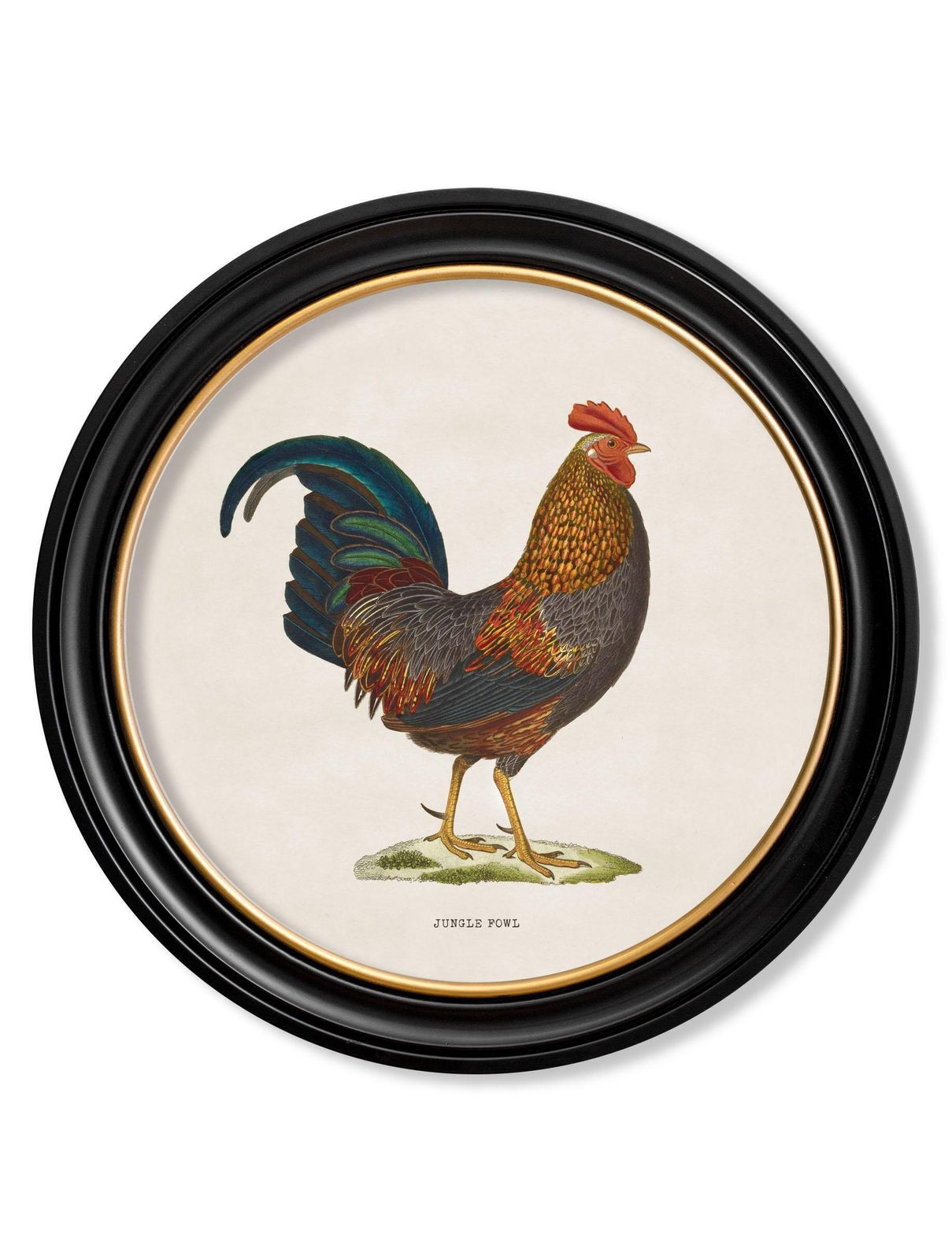 Set Of Two Junglefowl Prints In Round Frames From French Originals Ca 1838, New photo 325.0