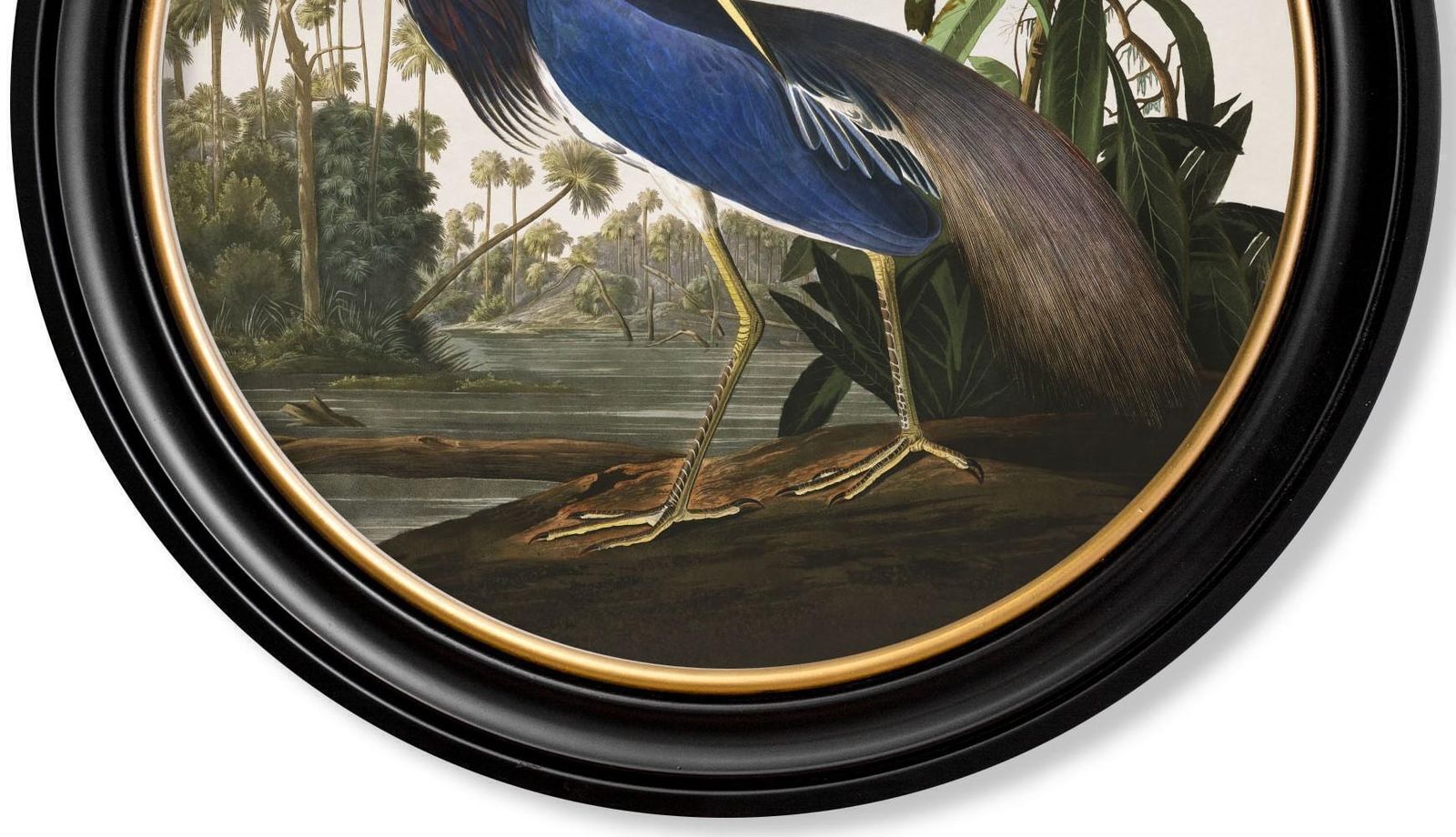 Louisiana Heron Print From Audubon's Birds Of America C1838 In Round Frame, New photo vinterior