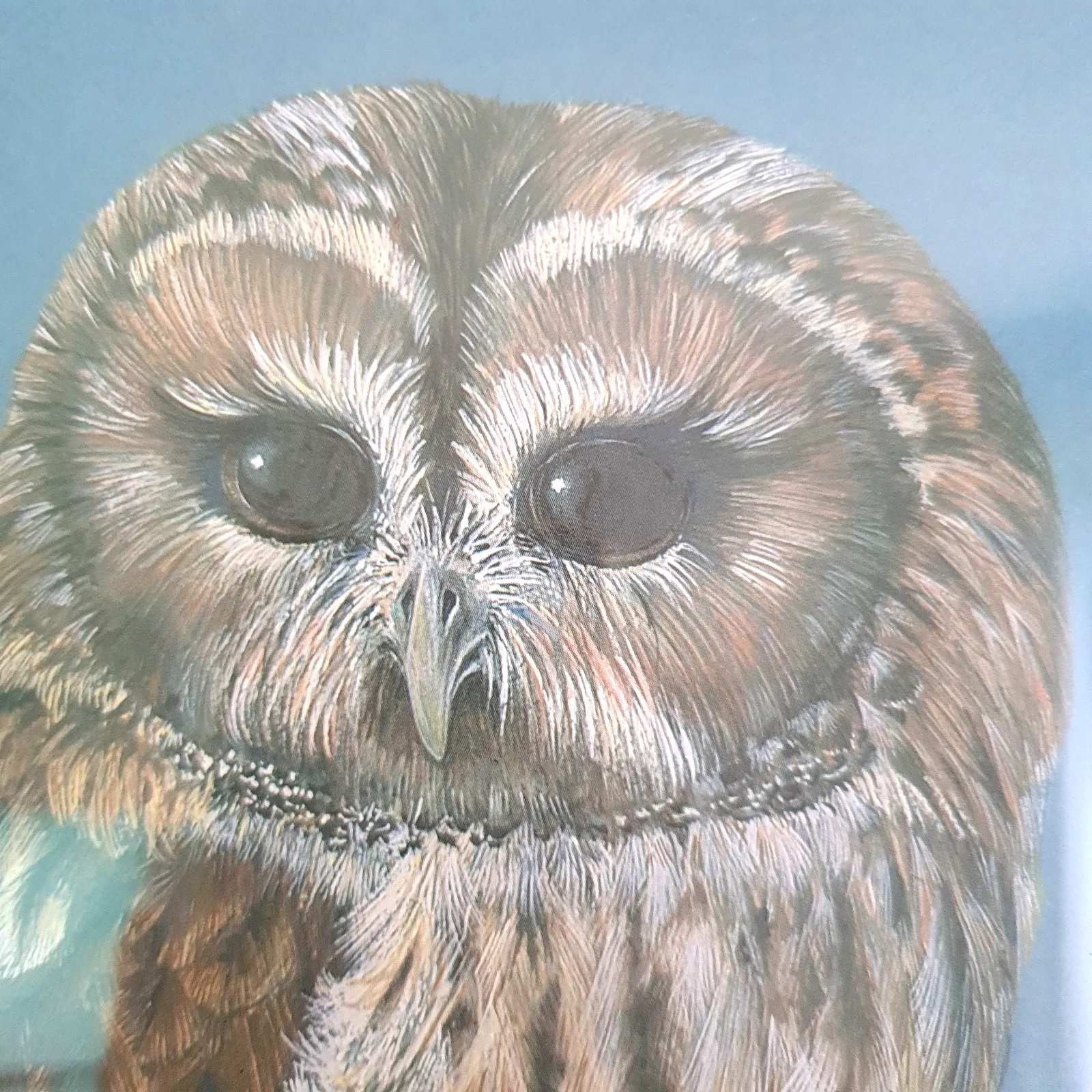 Phil Turner Signed Print 'Tawny' Owl Limited Edition 31/100 Framed 1982 photo 90.0