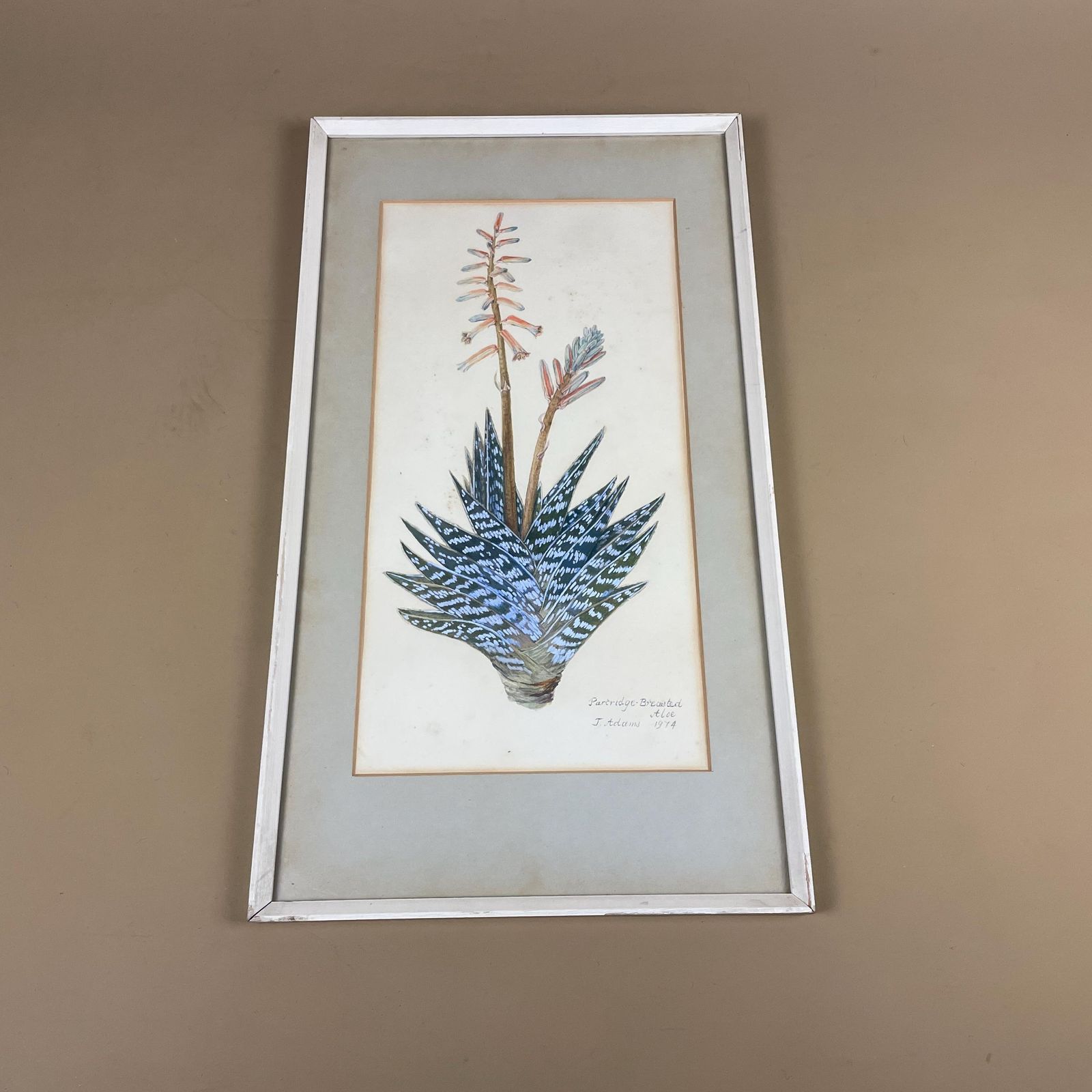Botanical Aloe Watercolour Painting Vintage Signed J Adams 1974 Framed Wall Art Plant Artwork Nature Illustration Partridge Breasted Aloe photo furniture