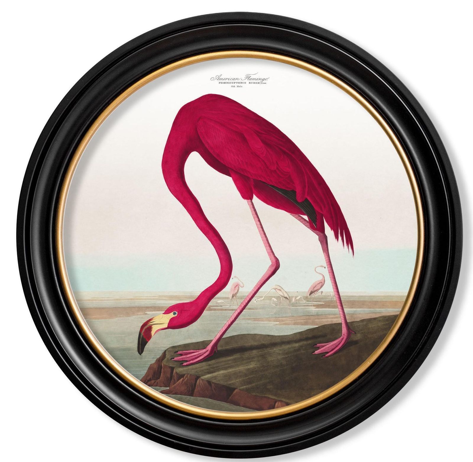 Flamingo Print From Audubon's Birds Of America C1838 In Round Frame, New photo furniture