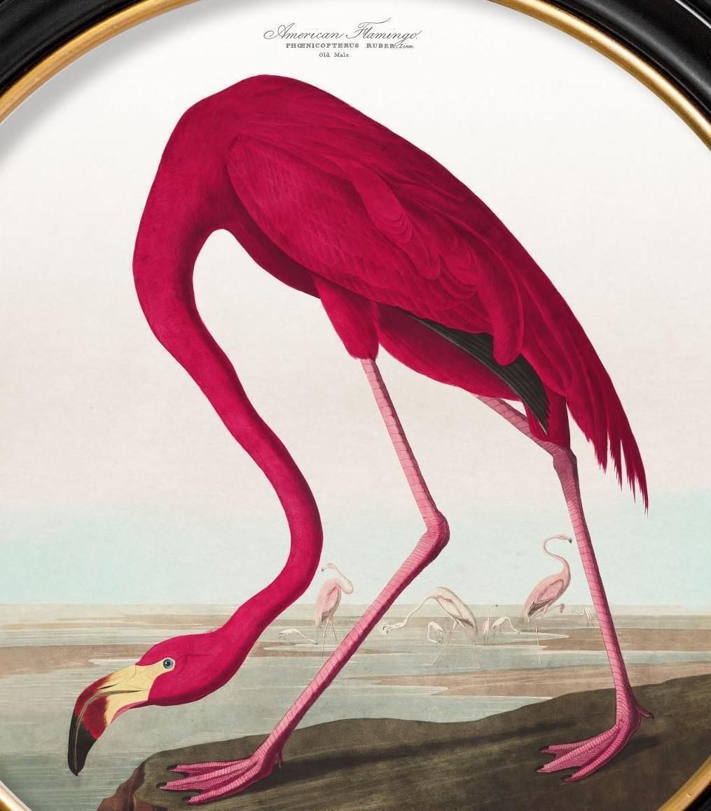 Flamingo Print From Audubon's Birds Of America C1838 In Round Frame, New photo for sale
