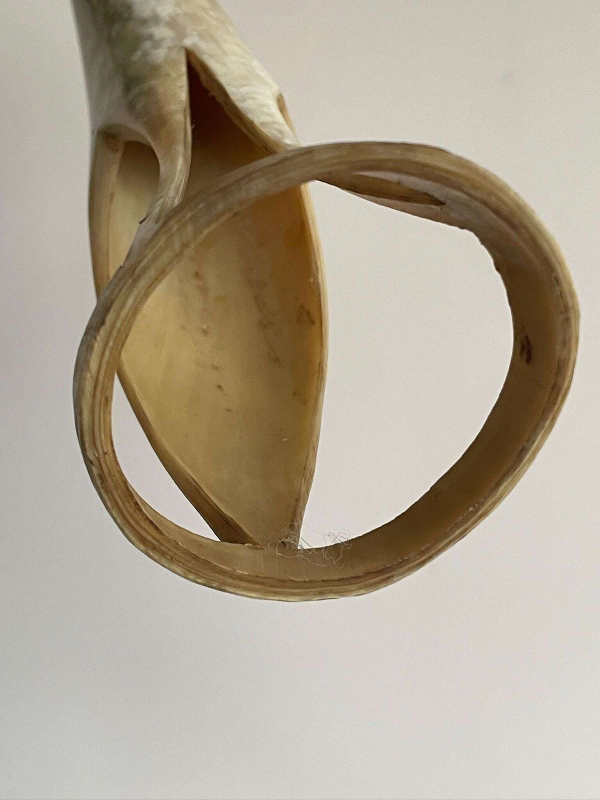 photo for sale Extra Large Mid Century Sculpture Carved Bone Or Horn Of A Heron