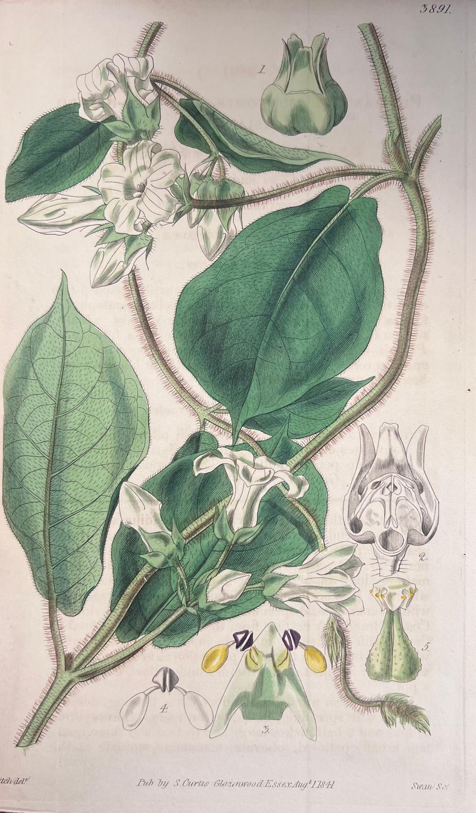 Unknownset Of Six Fine Antique British Hand Coloured Botanical Prints, Circa 1900'searly Mid 19th Century photo 407.0