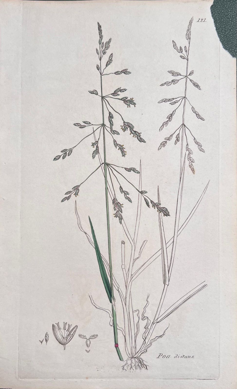 Unknownset Of Six Fine Antique British Hand Coloured Botanical Prints, Circa 1900'searly Mid 19th Century photo for sale