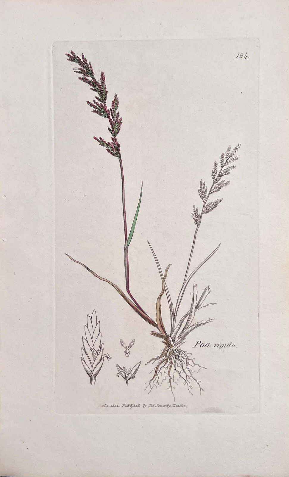 Unknownset Of Six Fine Antique British Hand Coloured Botanical Prints, Circa 1900'searly Mid 19th Century photo vinterior