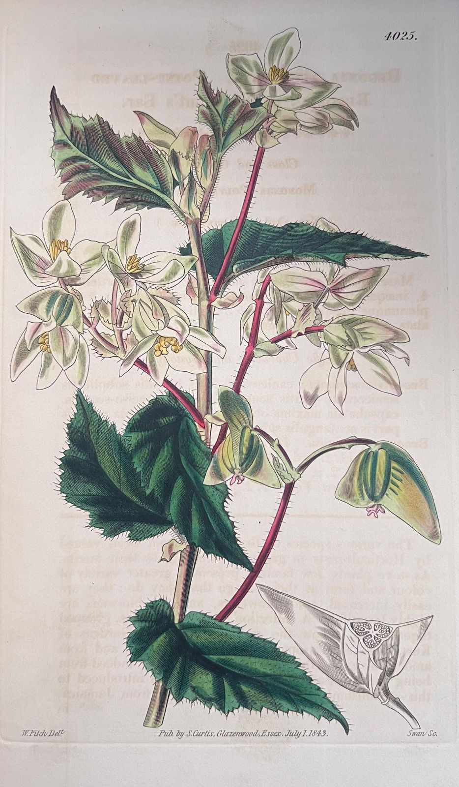 Unknownset Of Six Fine Antique British Hand Coloured Botanical Prints, Circa 1900'searly Mid 19th Century photo for sale