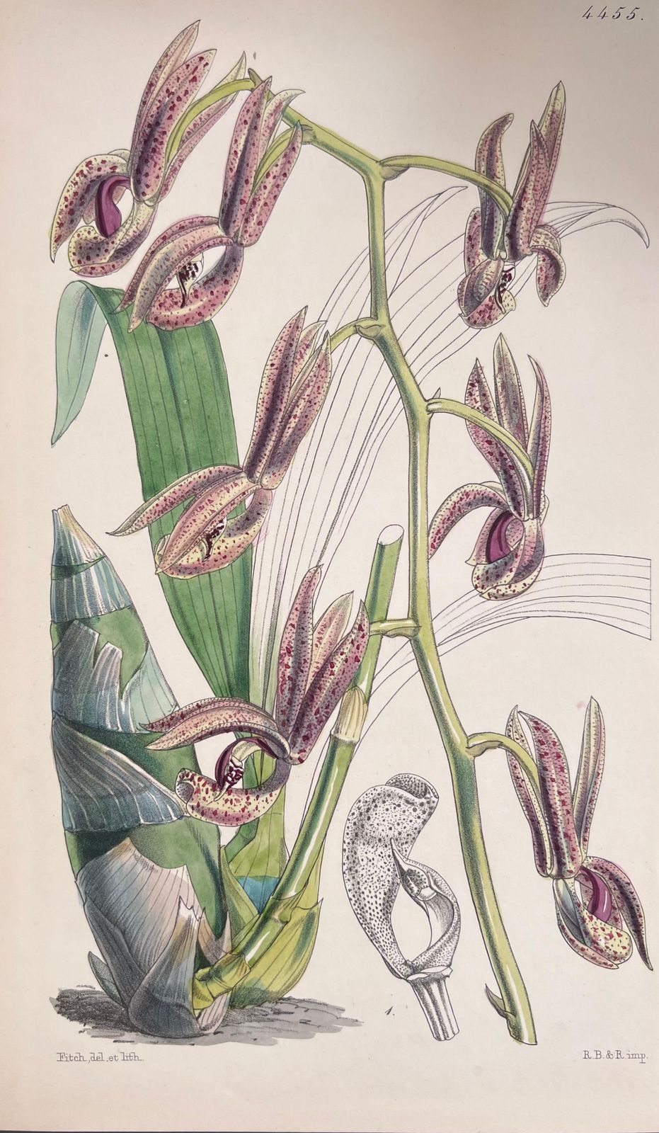 Unknownset Of Six Fine Antique British Hand Coloured Botanical Prints, Circa 1900'searly Mid 19th Century photo for sale