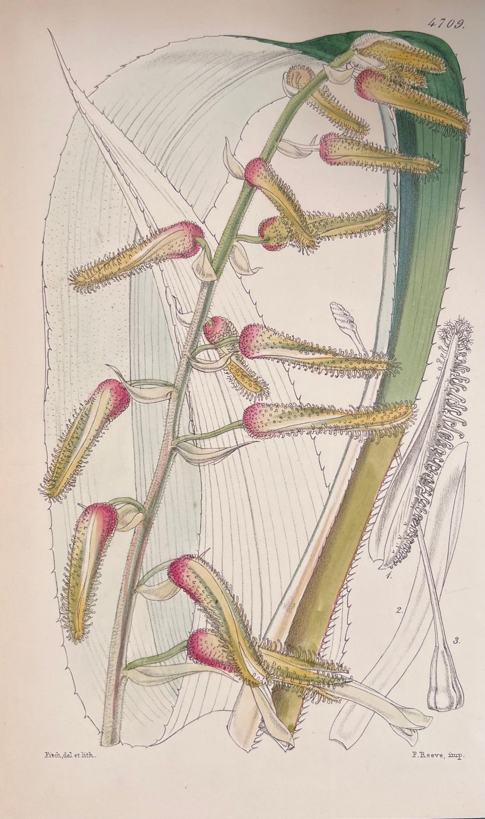 Unknownset Of Six Fine Antique British Hand Coloured Botanical Prints, Circa 1900'searly Mid 19th Century photo vinterior