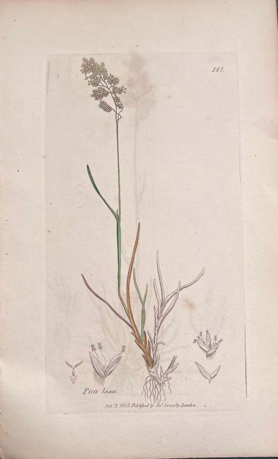 Unknownset Of Six Fine Antique British Hand Coloured Botanical Prints, Circa 1900'searly Mid 19th Century photo Art