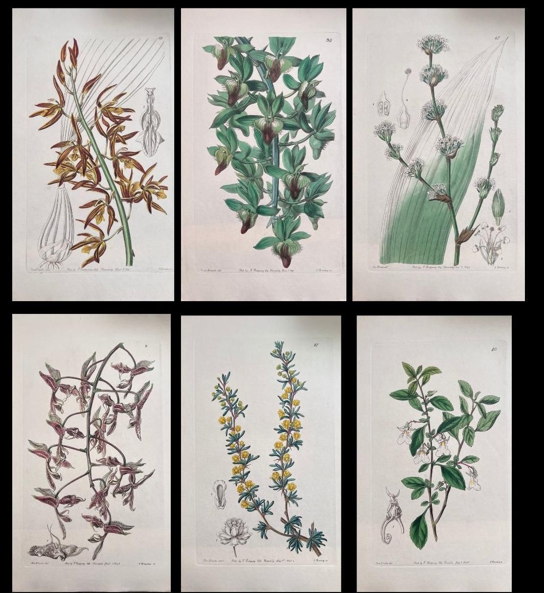 Unknownset Of Six Fine Antique British Hand Coloured Botanical Prints, Circa 1900'searly Mid 19th Century