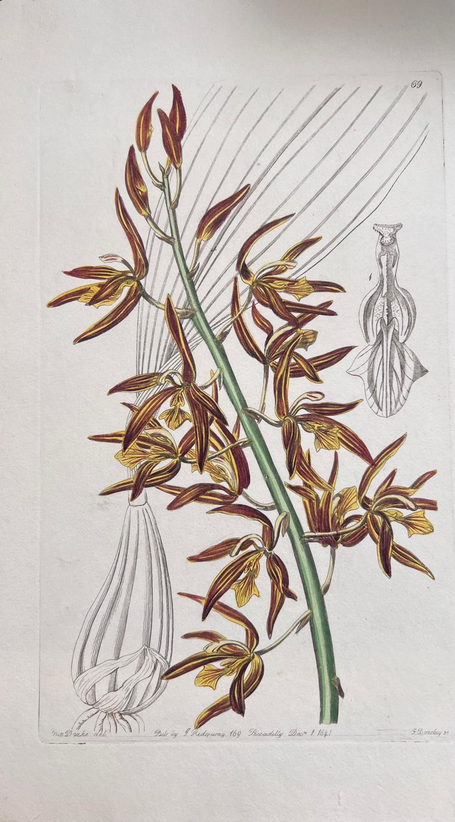 Unknownset Of Six Fine Antique British Hand Coloured Botanical Prints, Circa 1900'searly Mid 19th Century photo furniture