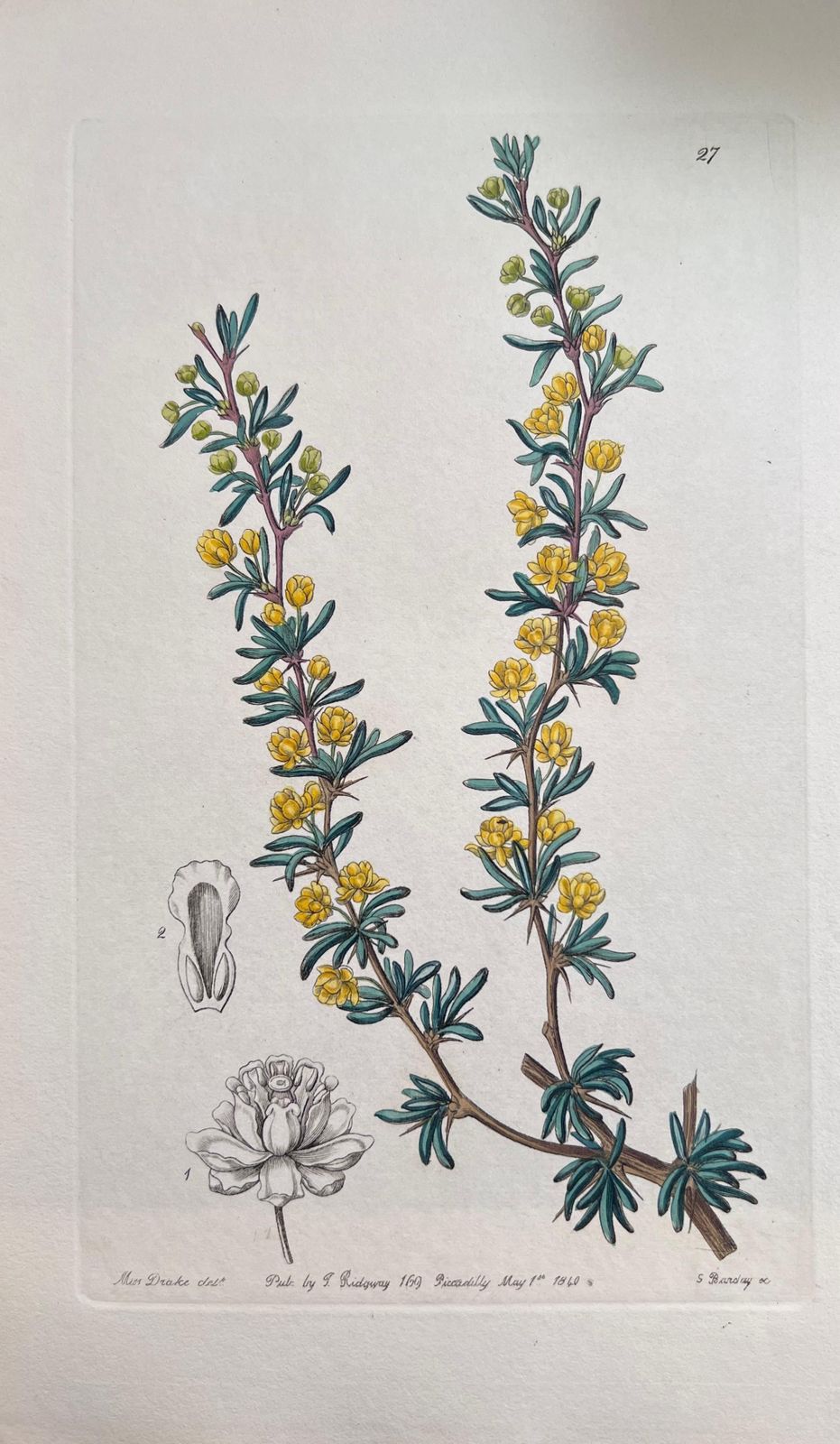 Unknownset Of Six Fine Antique British Hand Coloured Botanical Prints, Circa 1900'searly Mid 19th Century photo vinterior
