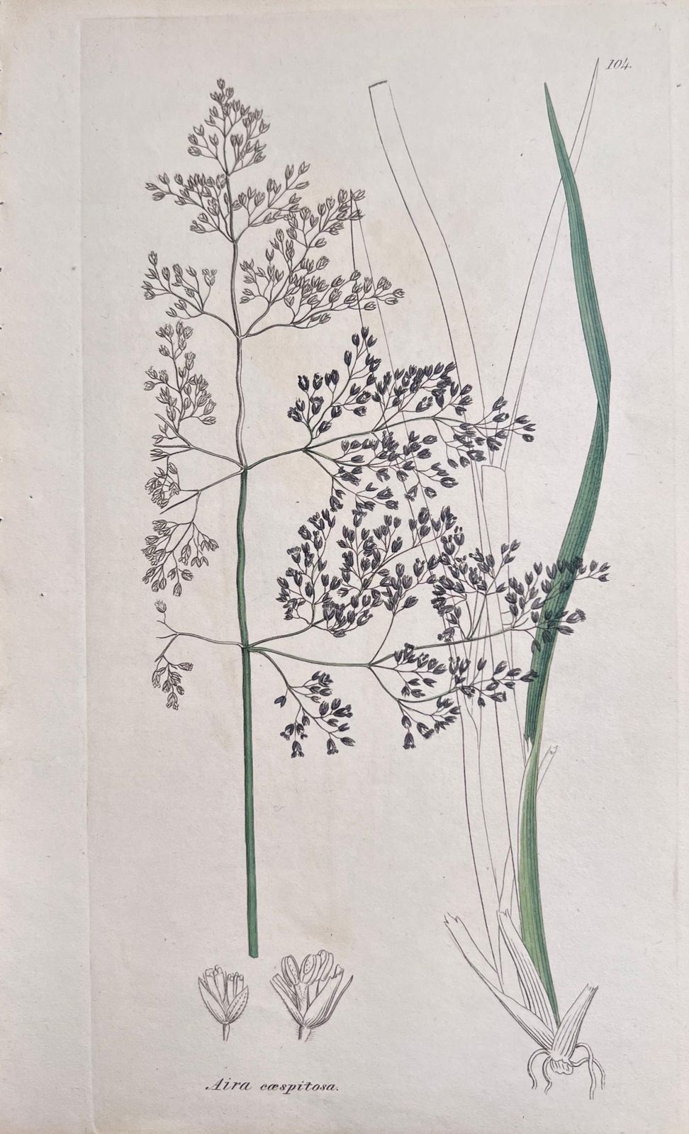 Unknownset Of Six Fine Antique British Hand Coloured Botanical Prints, Circa 1900'searly Mid 19th Century photo for sale