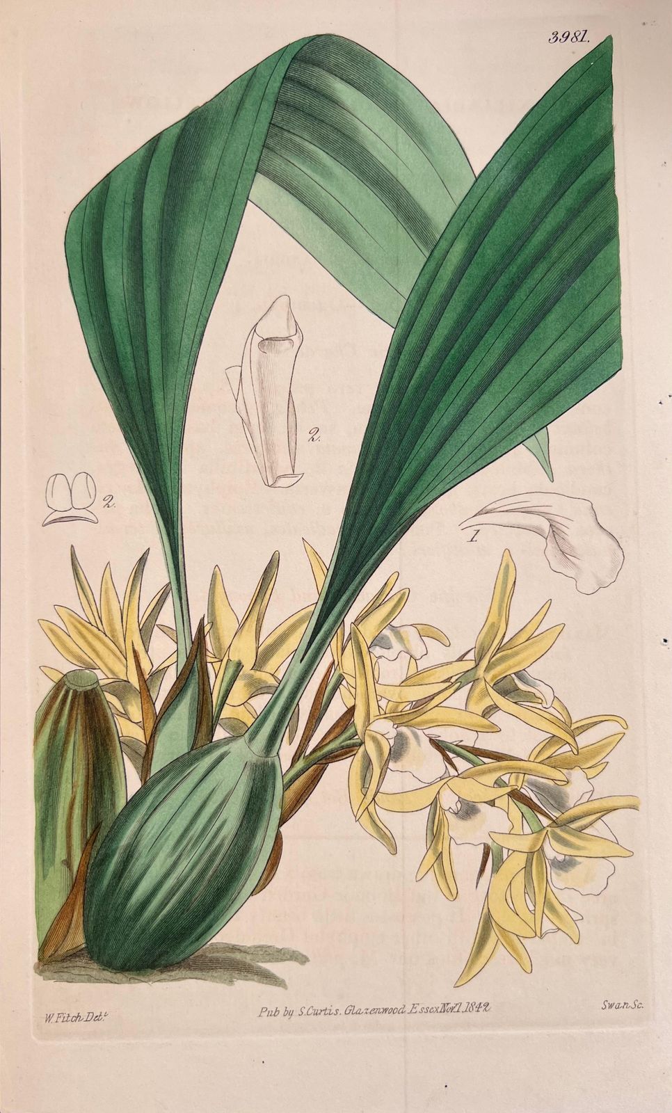 Unknownset Of Six Fine Antique British Hand Coloured Botanical Prints, Circa 1900'searly Mid 19th Century photo for sale