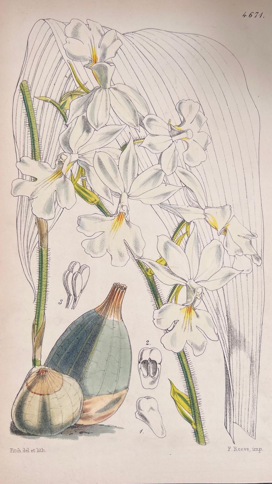 Unknownset Of Six Fine Antique British Hand Coloured Botanical Prints, Circa 1900'searly Mid 19th Century photo vinterior