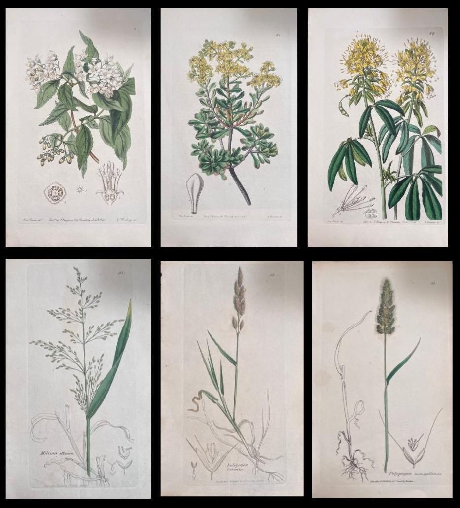 Unknownset Of Six Fine Antique British Hand Coloured Botanical Prints, Circa 1900'searly Mid 19th Century
