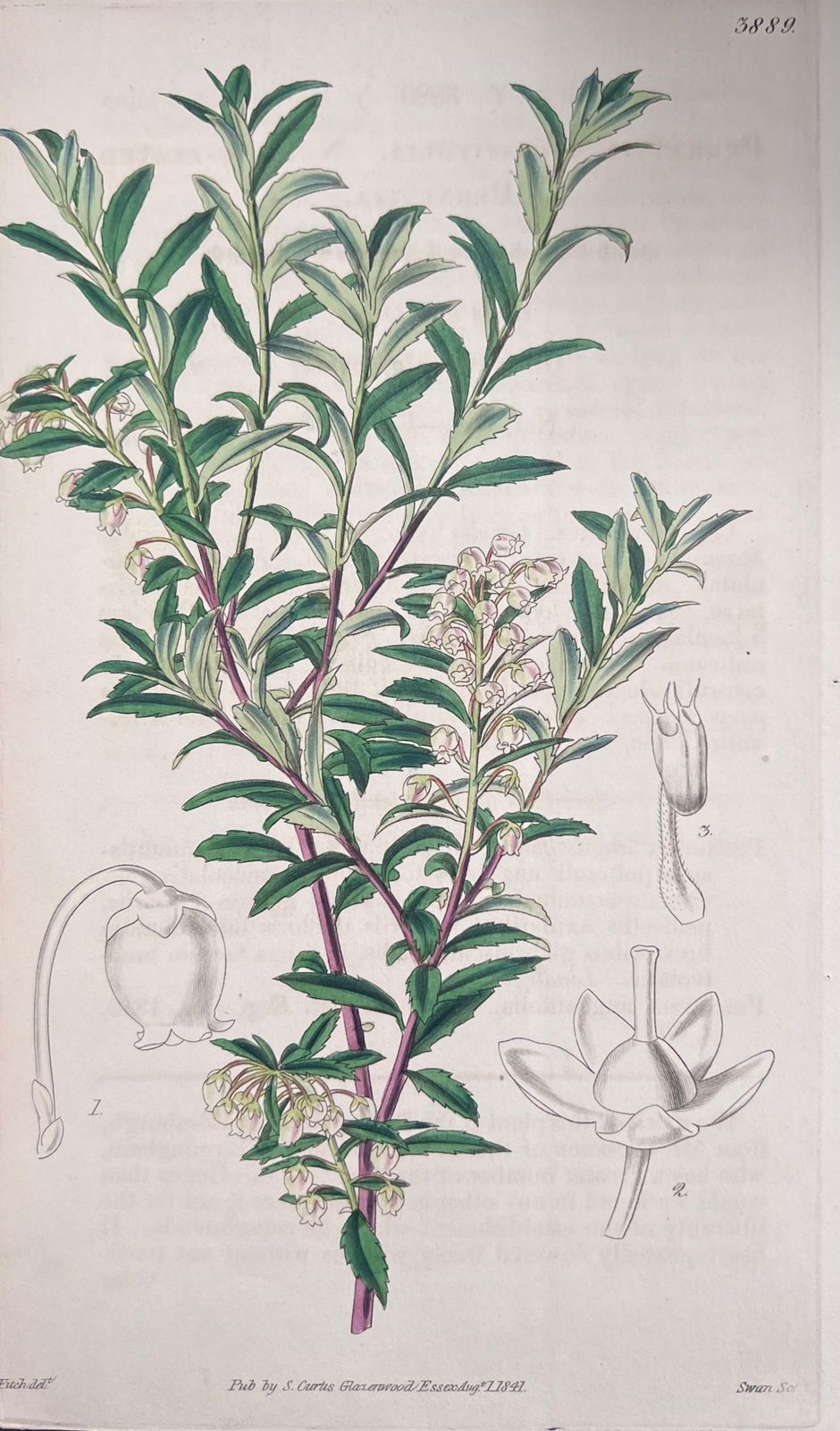 Unknownset Of Six Fine Antique British Hand Coloured Botanical Prints, Circa 1900'searly Mid 19th Century photo furniture