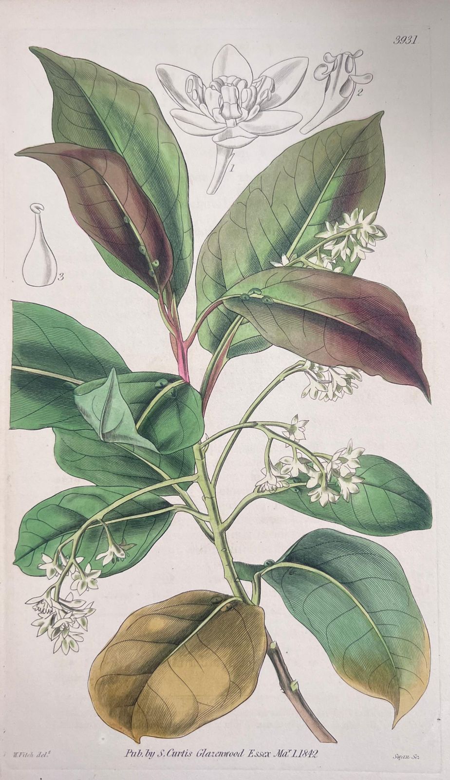 Unknownset Of Six Fine Antique British Hand Coloured Botanical Prints, Circa 1900'searly Mid 19th Century photo for sale