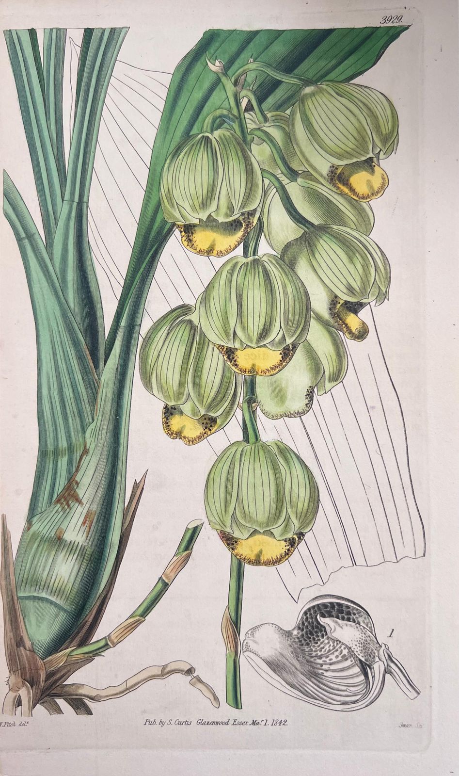 Unknownset Of Six Fine Antique British Hand Coloured Botanical Prints, Circa 1900'searly Mid 19th Century photo 407.0
