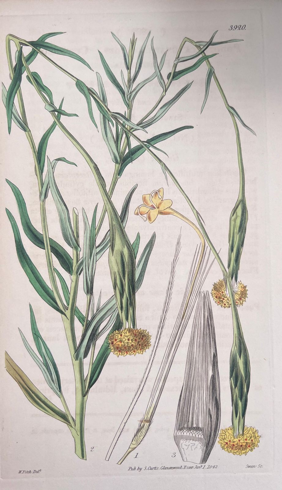Unknownset Of Six Fine Antique British Hand Coloured Botanical Prints, Circa 1900'searly Mid 19th Century photo vinterior
