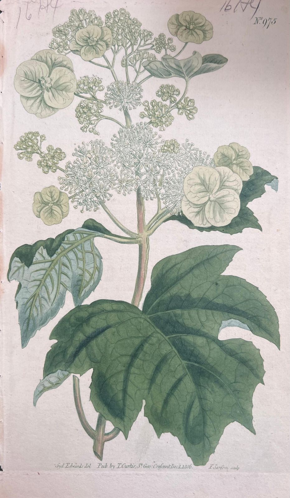 Unknownset Of Six Fine Antique British Hand Coloured Botanical Prints, Circa 1900'searly Mid 19th Century photo for sale