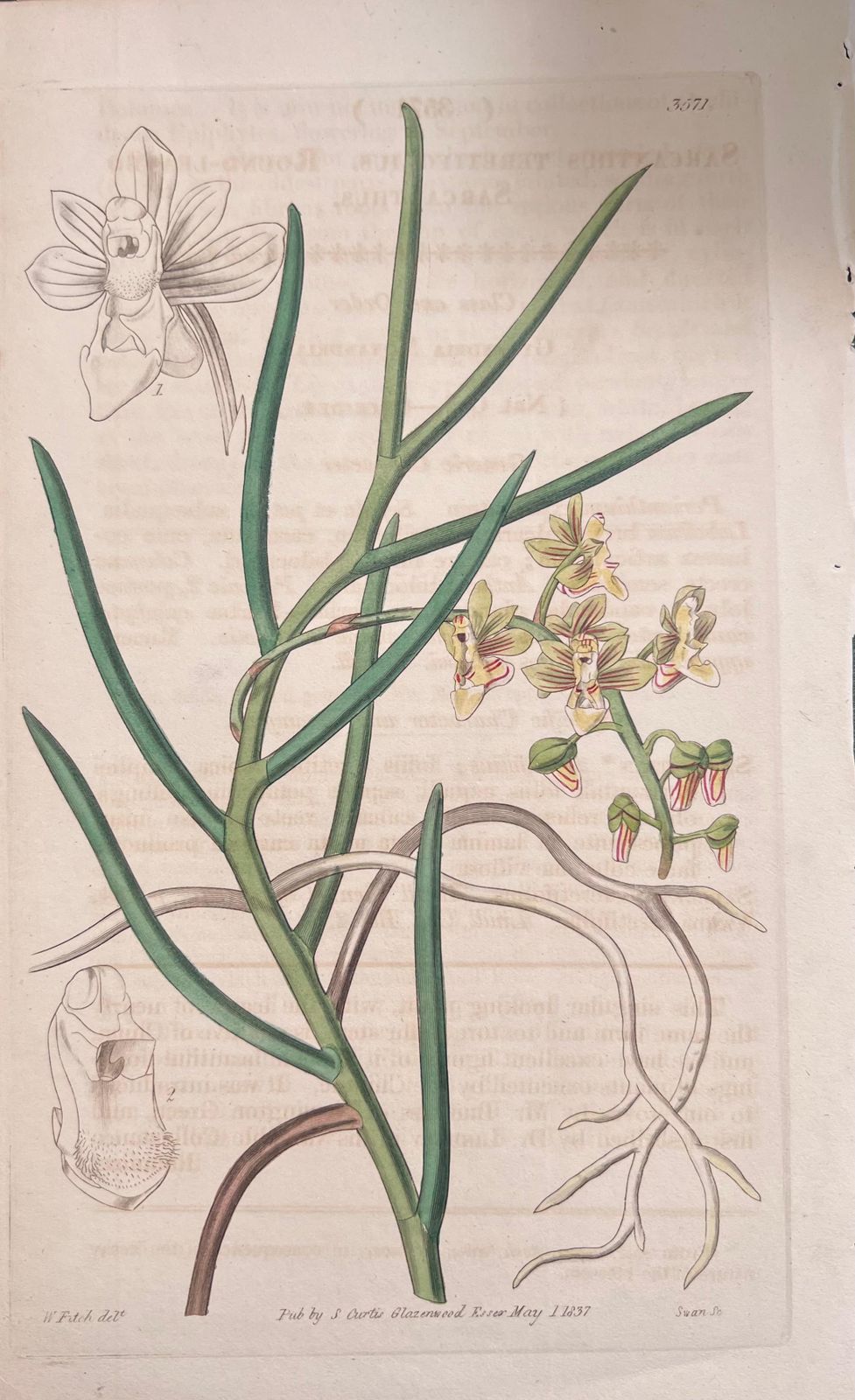 Unknownset Of Six Fine Antique British Hand Coloured Botanical Prints, Circa 1900'searly Mid 19th Century photo Art