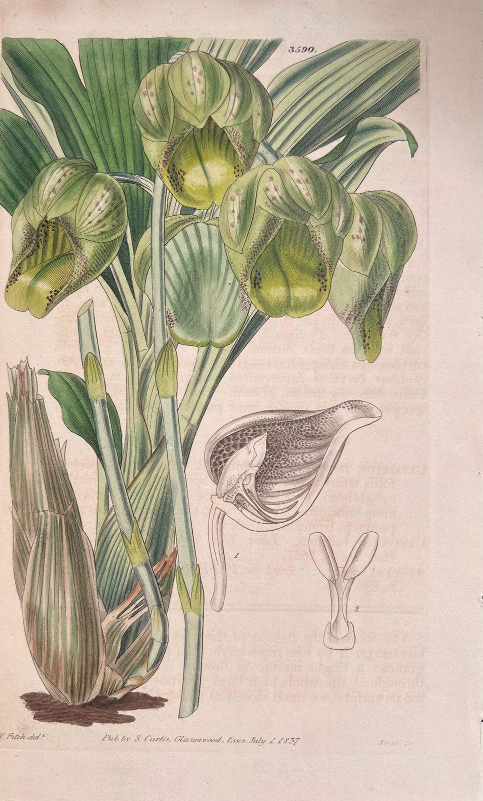 Unknownset Of Six Fine Antique British Hand Coloured Botanical Prints, Circa 1900'searly Mid 19th Century photo for sale