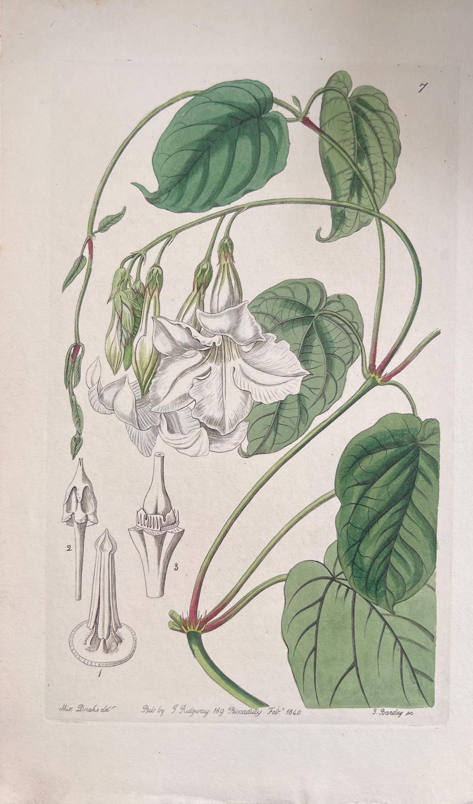 Unknownset Of Six Fine Antique British Hand Coloured Botanical Prints, Circa 1900'searly Mid 19th Century photo 407.0
