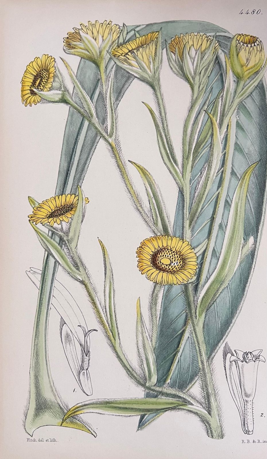 Unknownset Of Six Fine Antique British Hand Coloured Botanical Prints, Circa 1900'searly Mid 19th Century photo furniture