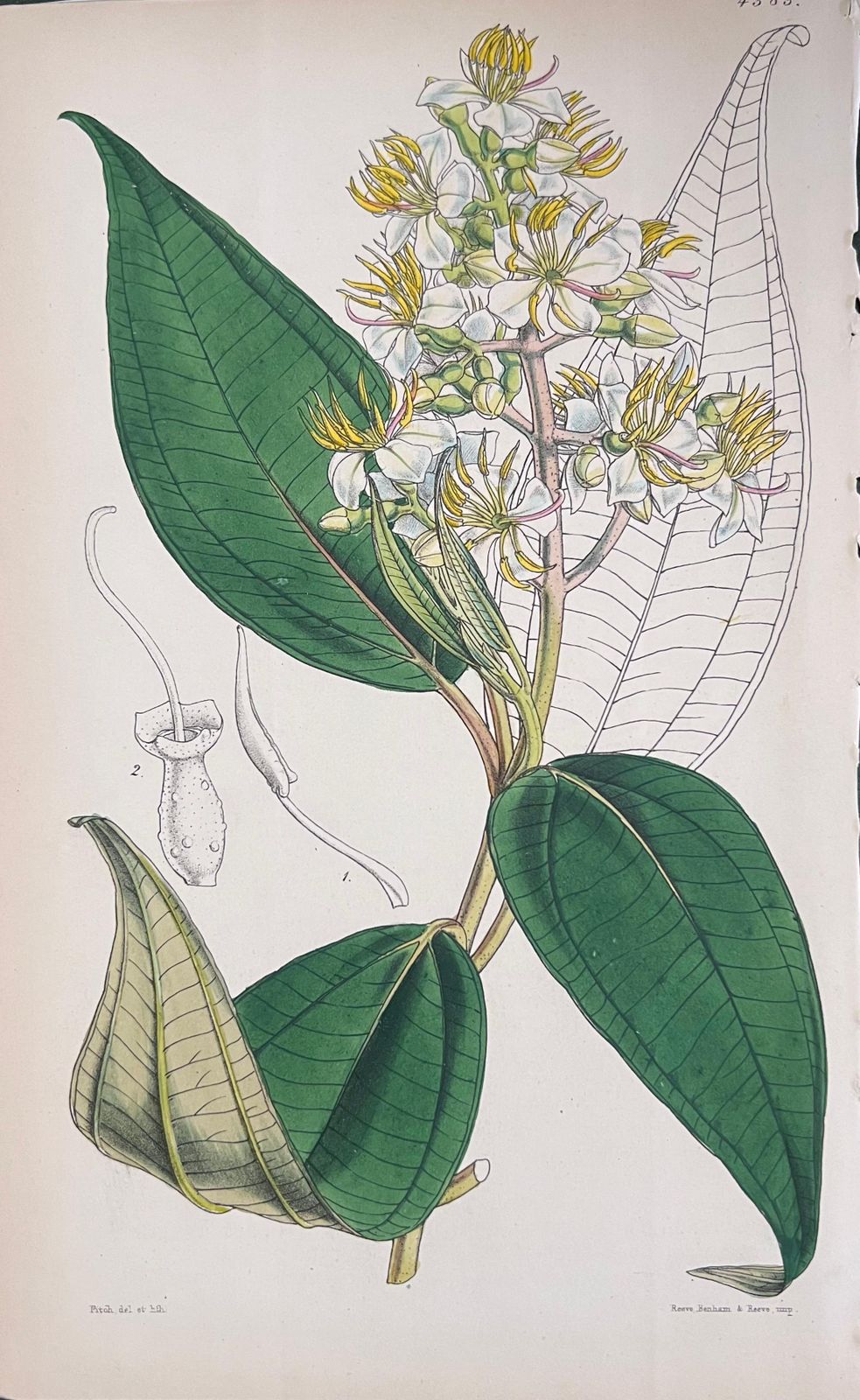 Unknownset Of Six Fine Antique British Hand Coloured Botanical Prints, Circa 1900'searly Mid 19th Century photo for sale