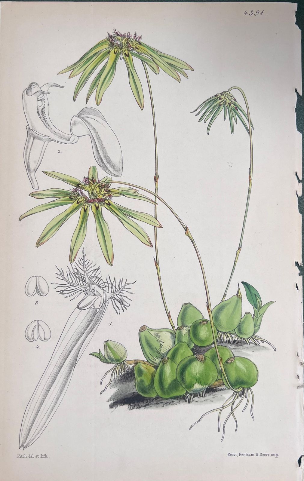 Unknownset Of Six Fine Antique British Hand Coloured Botanical Prints, Circa 1900'searly Mid 19th Century photo vinterior