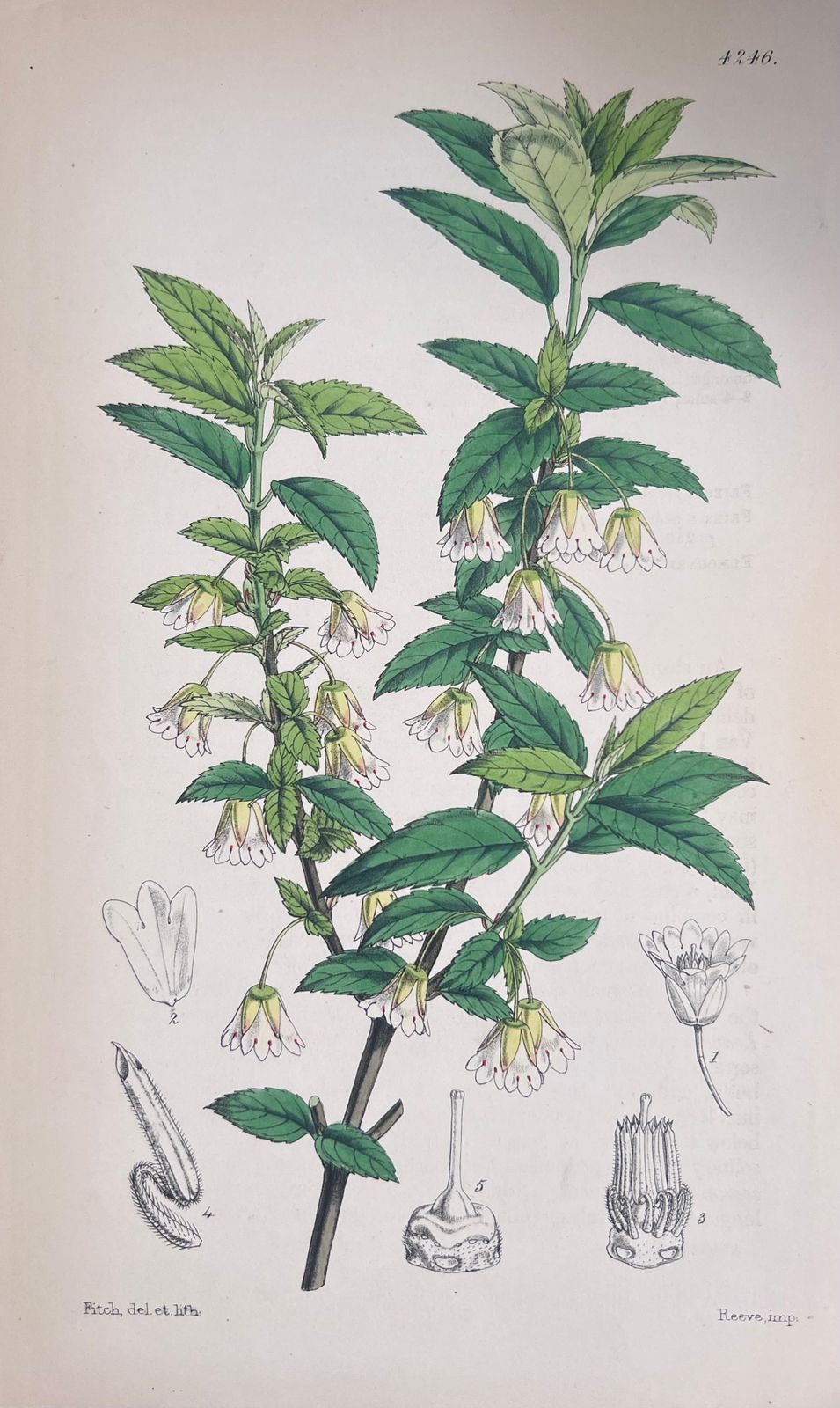 Unknownset Of Six Fine Antique British Hand Coloured Botanical Prints, Circa 1900'searly Mid 19th Century photo buy