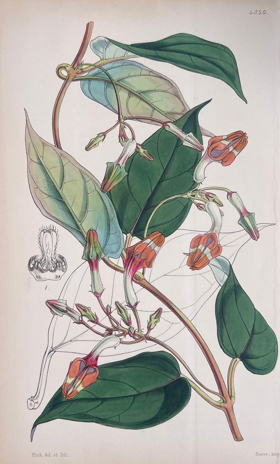 Unknownset Of Six Fine Antique British Hand Coloured Botanical Prints, Circa 1900'searly Mid 19th Century photo vinterior