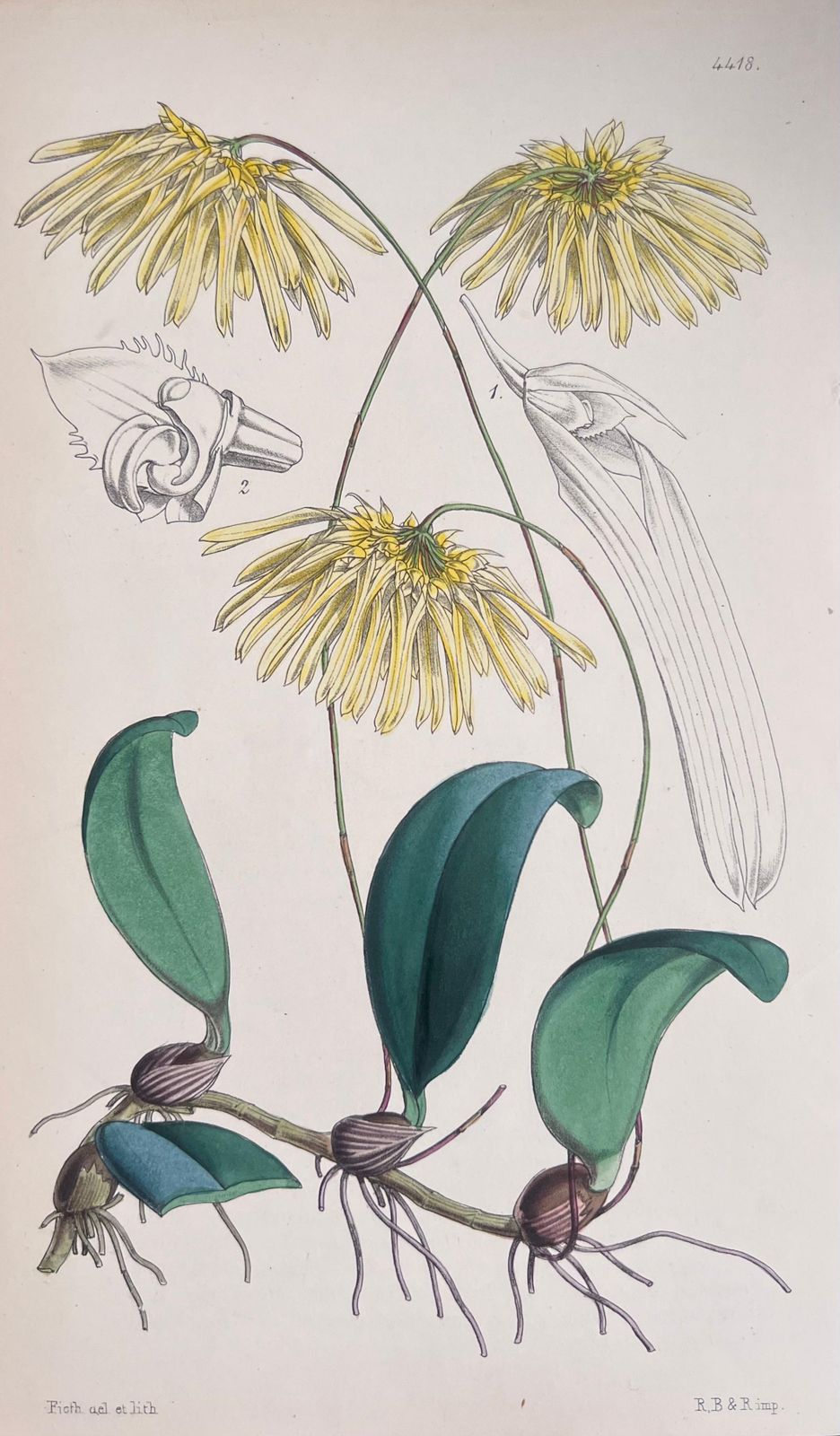 Unknownset Of Six Fine Antique British Hand Coloured Botanical Prints, Circa 1900'searly Mid 19th Century photo for sale