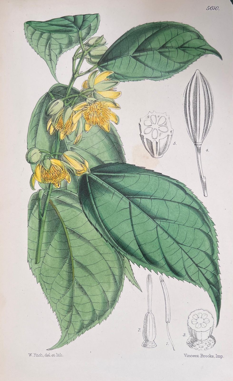 Unknownset Of Six Fine Antique British Hand Coloured Botanical Prints, Circa 1900'searly Mid 19th Century photo vinterior