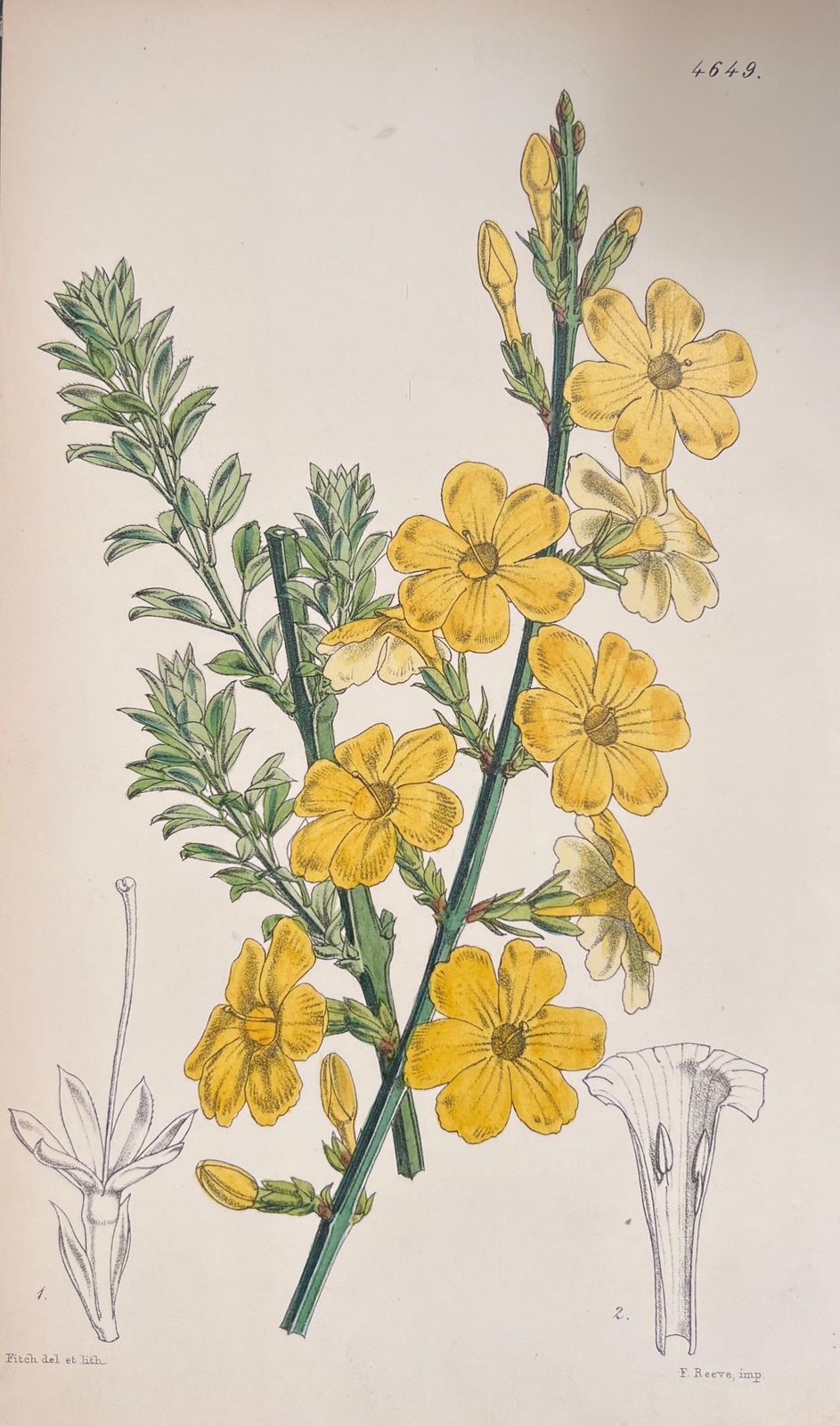 Unknownset Of Six Fine Antique British Hand Coloured Botanical Prints, Circa 1900'searly Mid 19th Century photo furniture