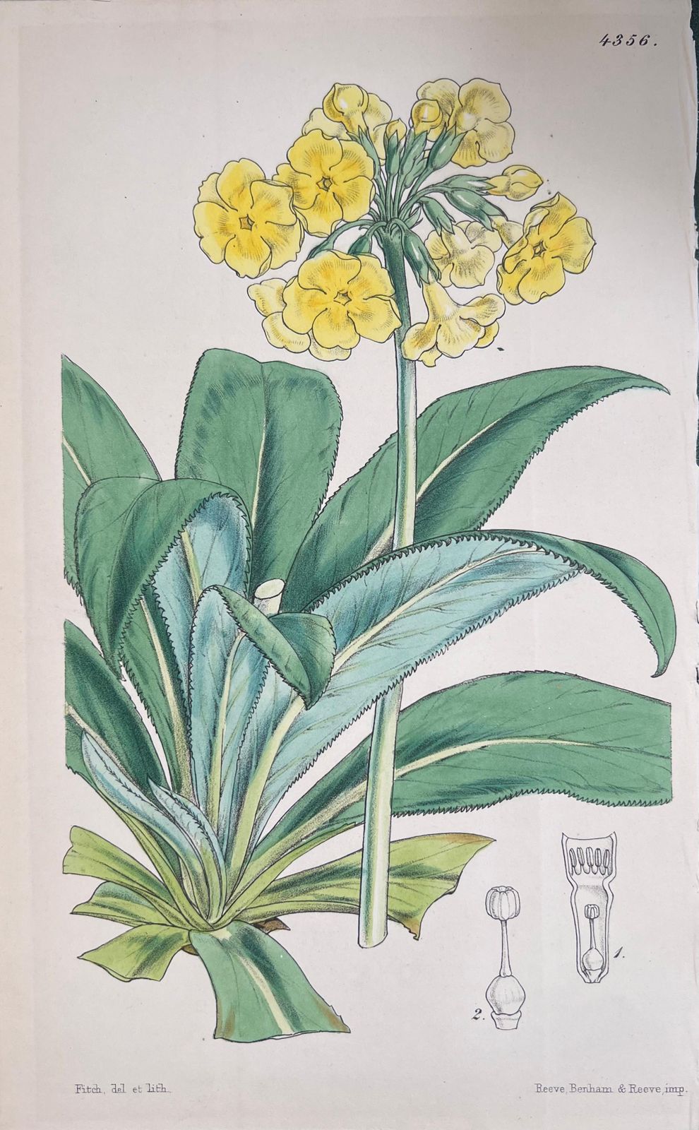 Unknownset Of Six Fine Antique British Hand Coloured Botanical Prints, Circa 1900'searly Mid 19th Century photo for sale