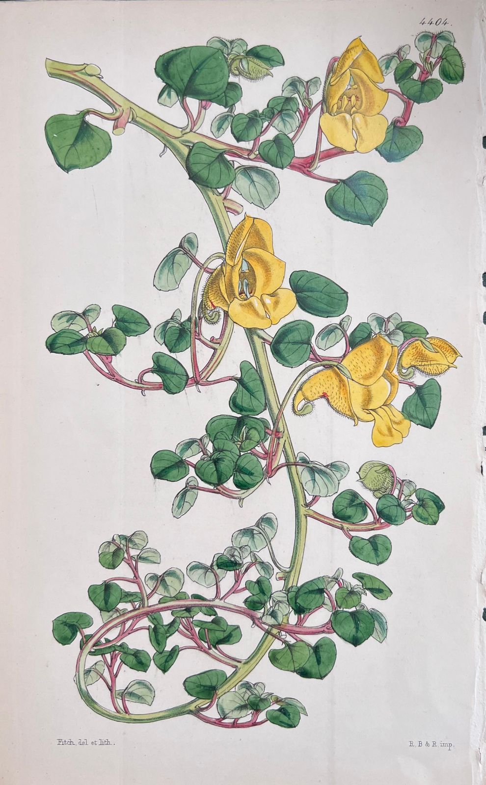 Unknownset Of Six Fine Antique British Hand Coloured Botanical Prints, Circa 1900'searly Mid 19th Century photo vinterior