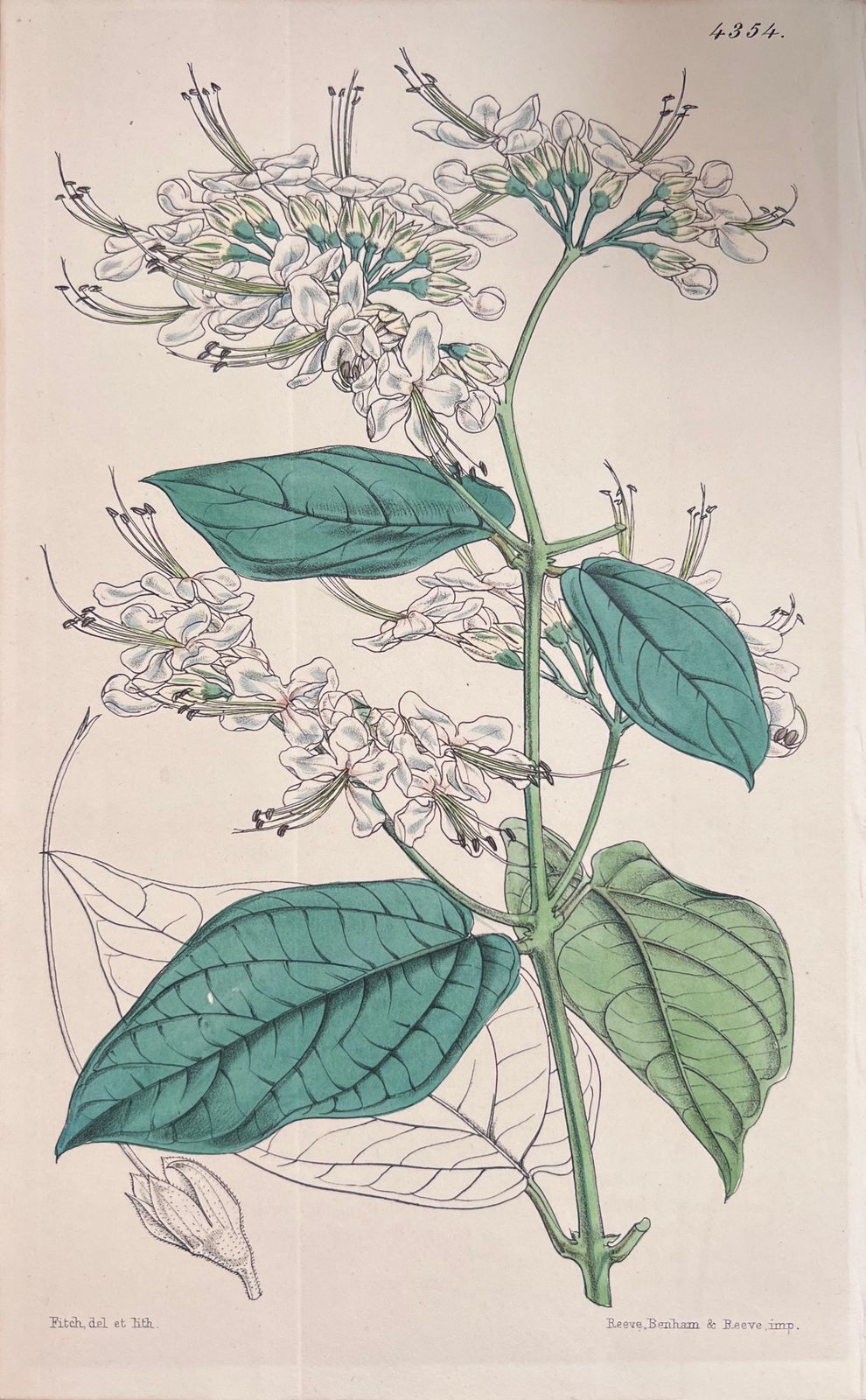 Unknownset Of Six Fine Antique British Hand Coloured Botanical Prints, Circa 1900'searly Mid 19th Century photo Art