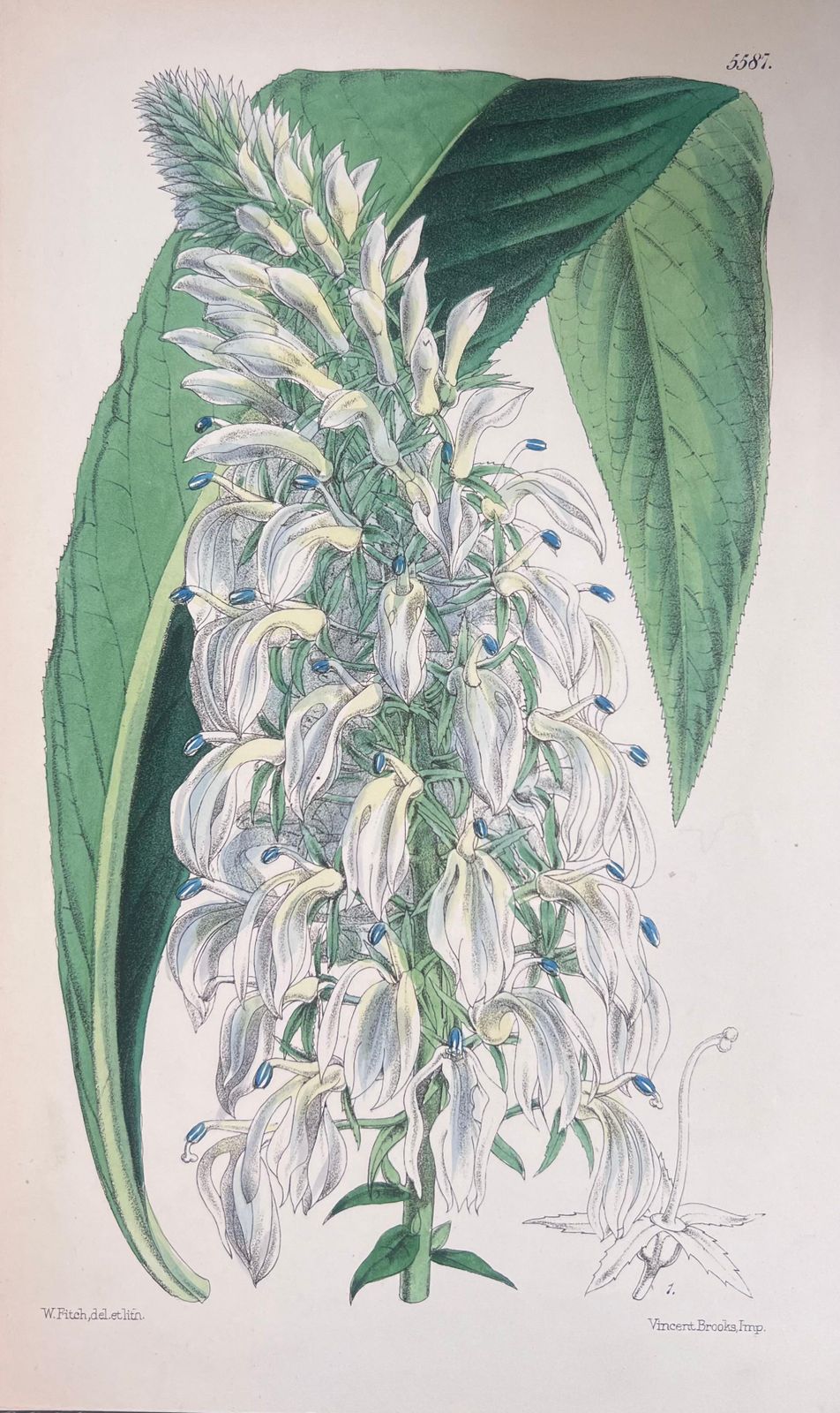 Unknownset Of Six Fine Antique British Hand Coloured Botanical Prints, Circa 1900'searly Mid 19th Century photo furniture